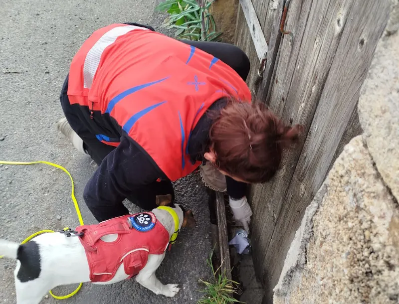 nos actions formation odeur de cadavre-A.C.R.A-Association Chiens de Recherche Auvergne-Recherche en milieu naturel-Formation de chiens-Urgences-assistance-personnes disparues-secours