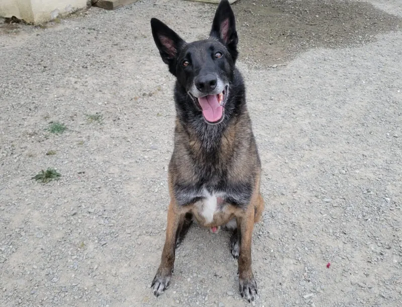 nos équipes Vincent et Orso-A.C.R.A-Association Chiens de Recherche Auvergne-Recherche en milieu naturel-Formation de chiens-Urgences-assistance-personnes disparues-secours